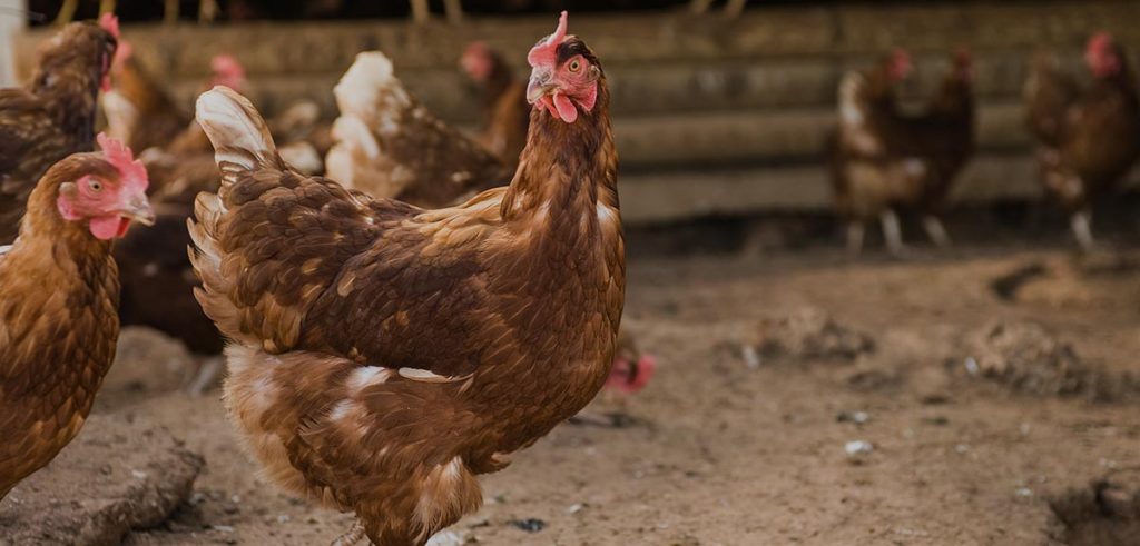 RSPCA approved farming chicken header